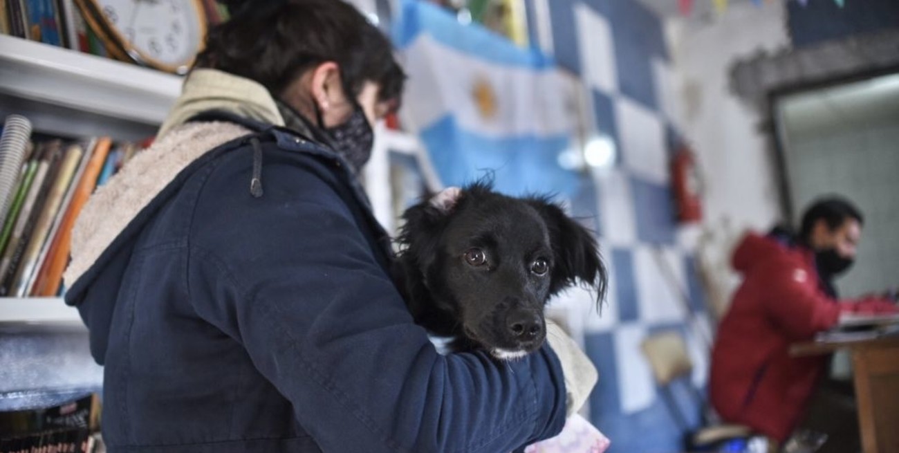 Cronograma de castración y vacunación para animales de compañía