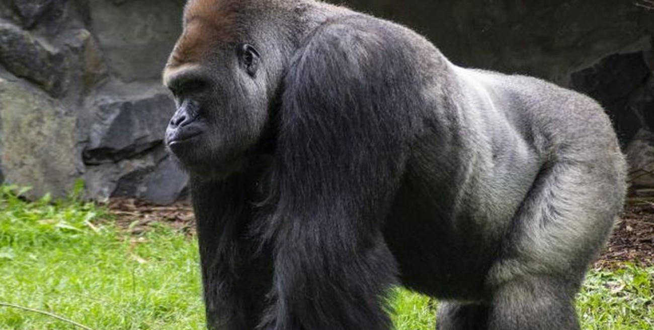 Murió Ozzie, el gorila macho más longevo del mundo