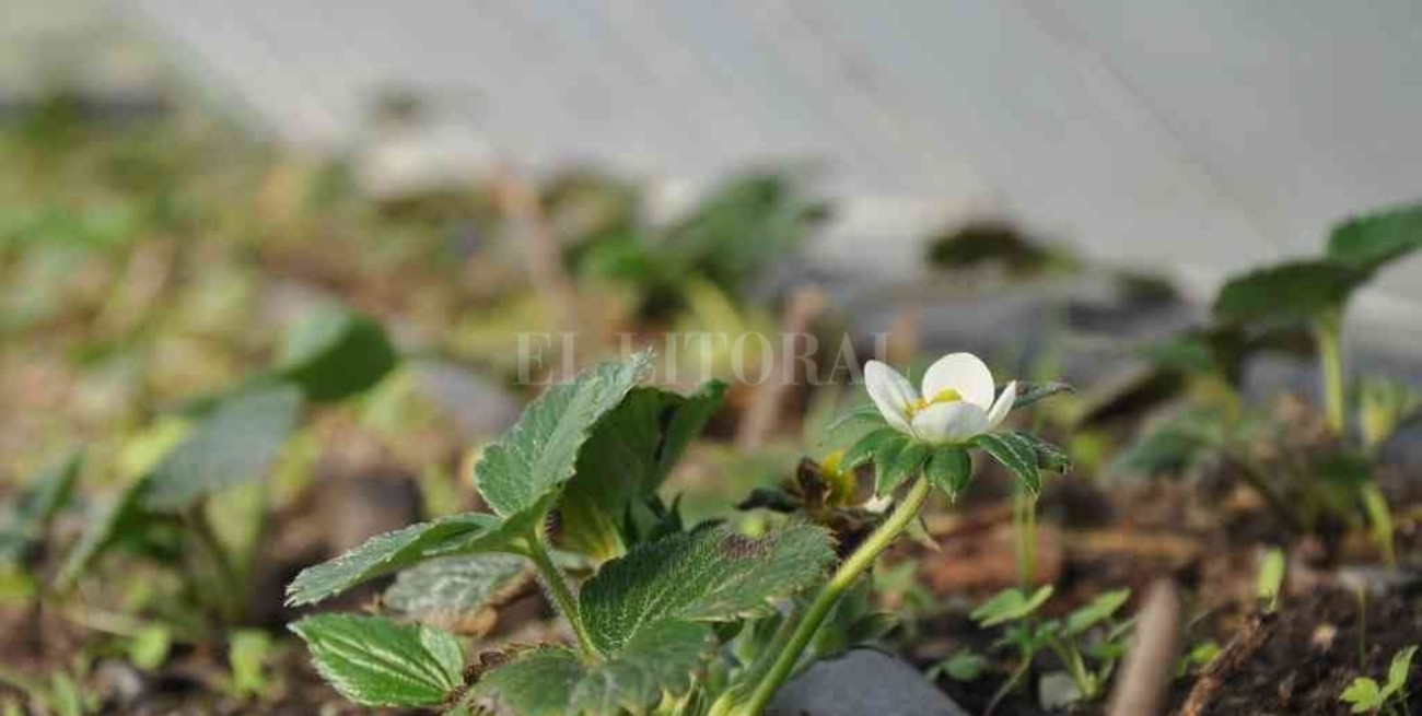 Matilde presenta su programa "verde"