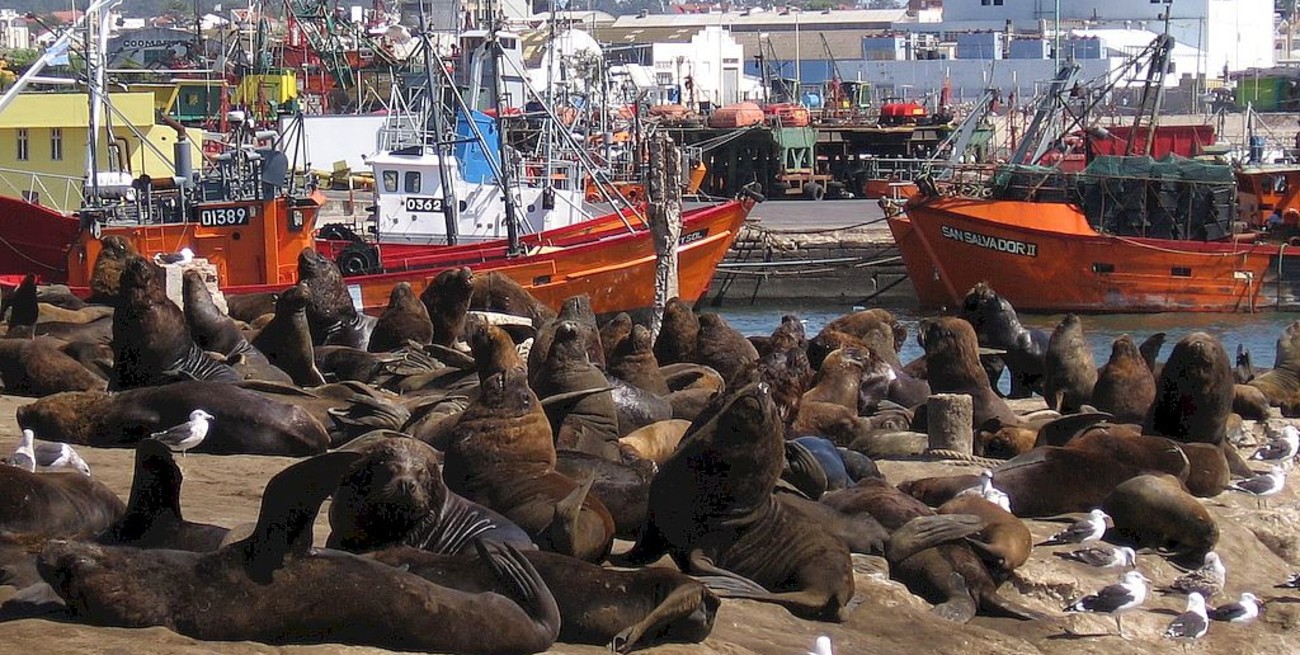 Preocupación en Mar del Plata: jaurías mataron a dos lobos de mar