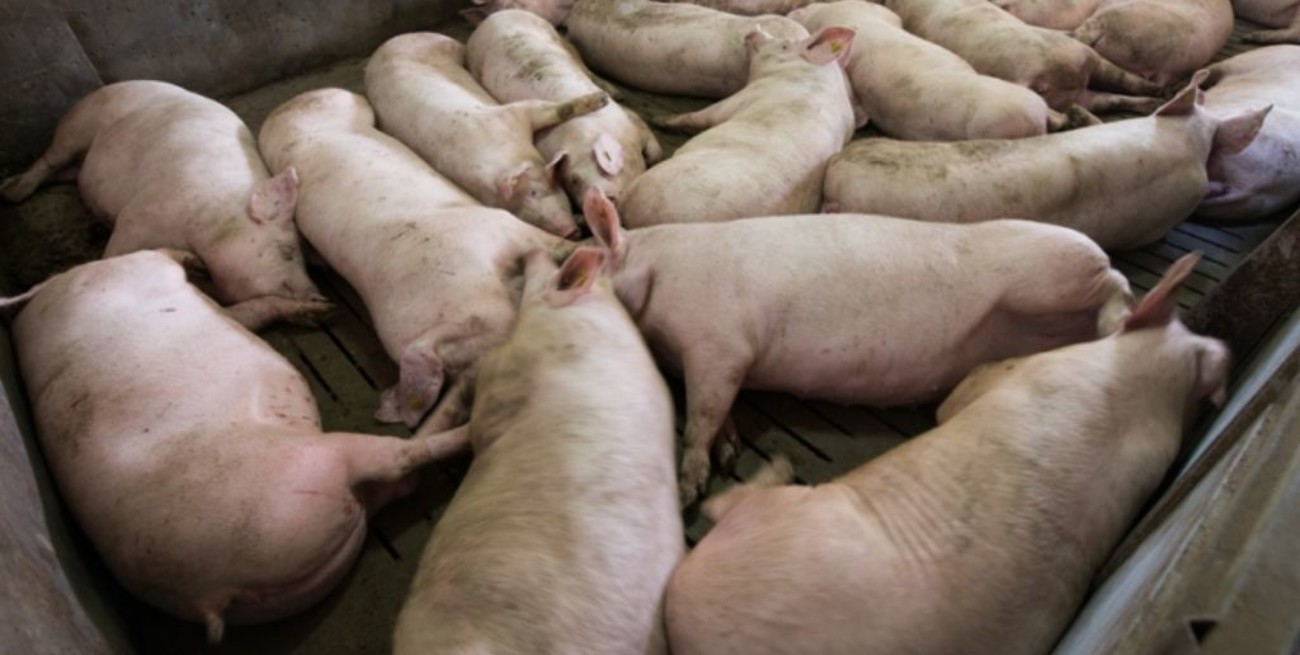 Declaran el alerta sanitario en Argentina ante la amenaza de la Peste Porcina Africana