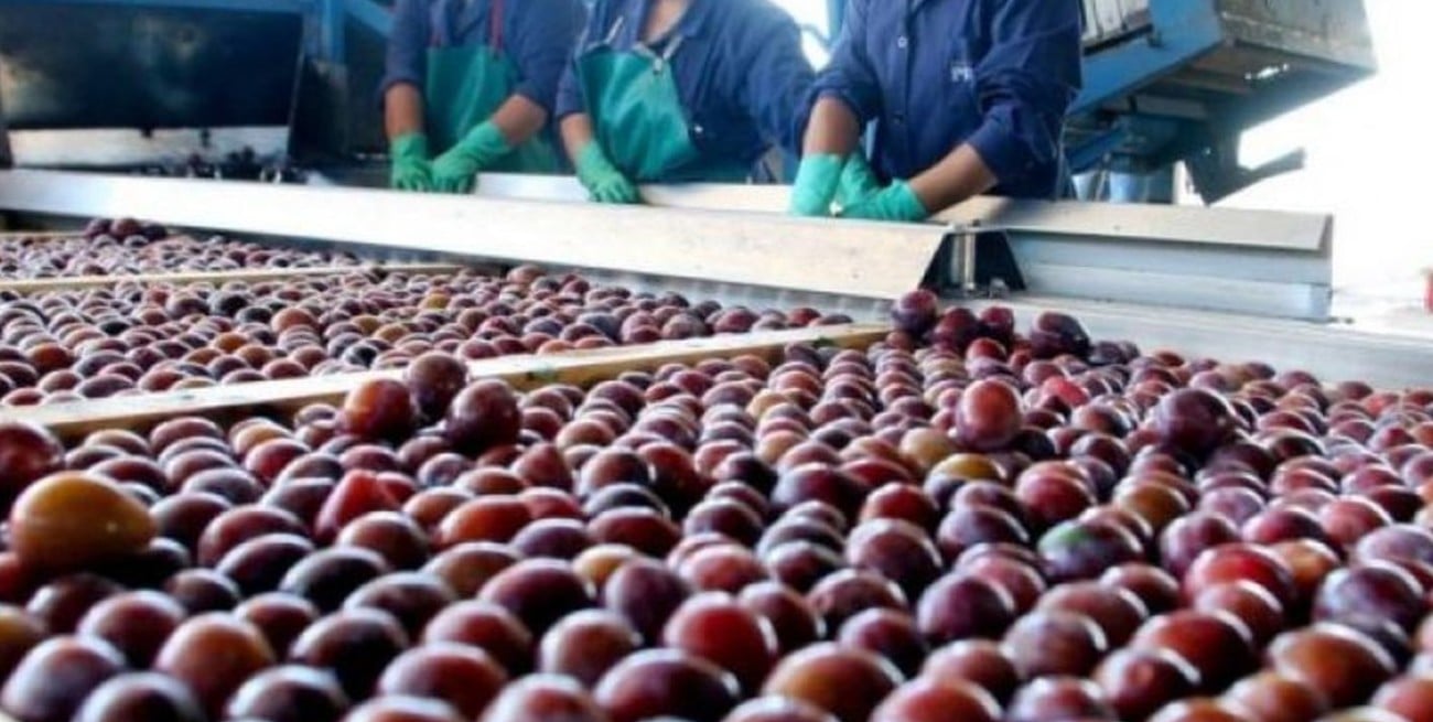 Para evitar delitos fijaron valores referenciales para la exportación de ciruelas