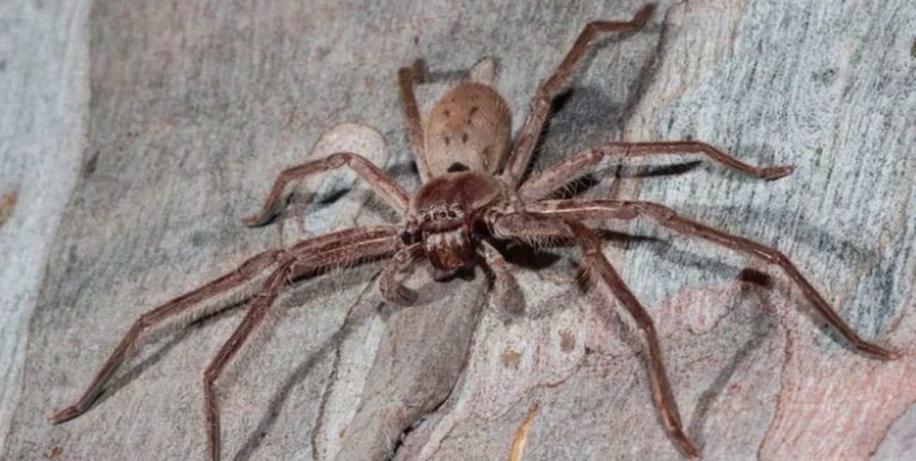 Hallaron en Reino Unido a la araña más grande del mundo