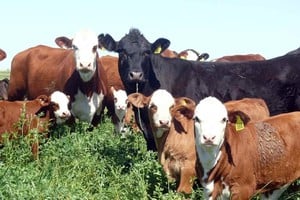Nava plantea avanzar hacia un control integrado que combine herramientas químicas con manejo productivo y genética bovina. 
