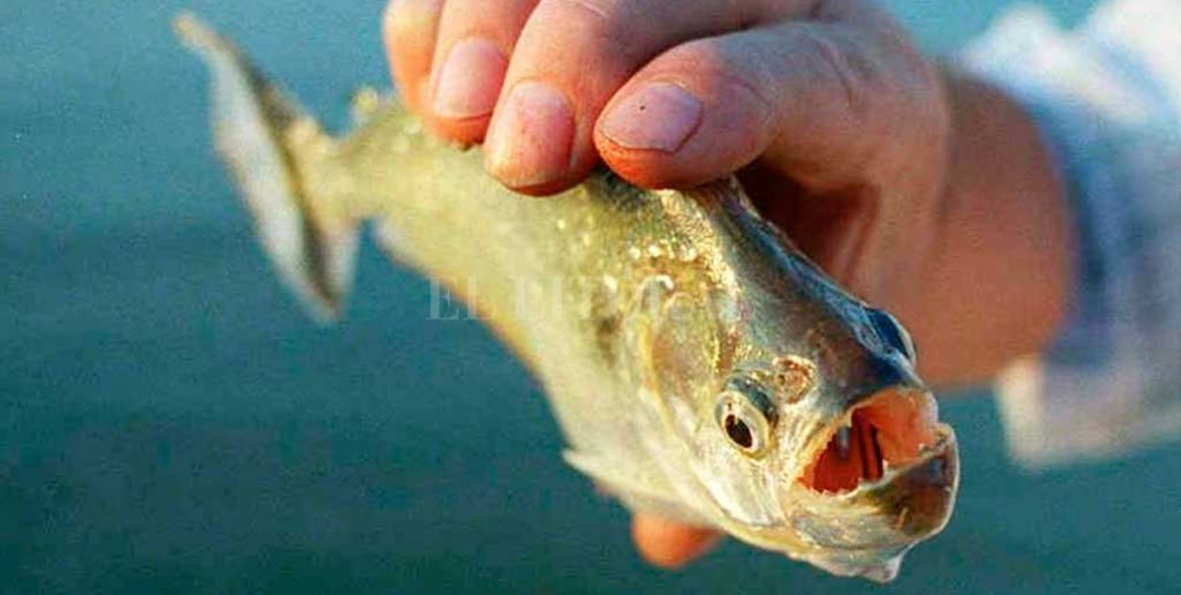 Poca agua y altas temperaturas en Santa Fe: el combo perfecto para las palometas