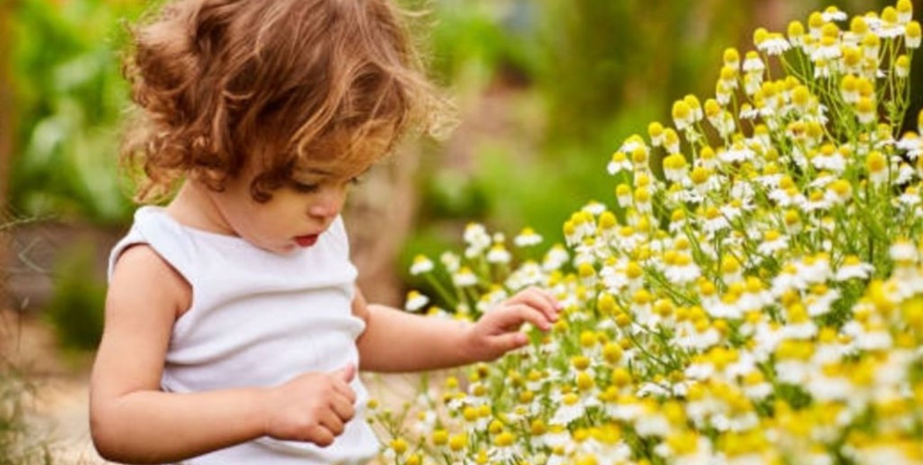 Plantas tóxicas que podrías tener en casa sin saberlo