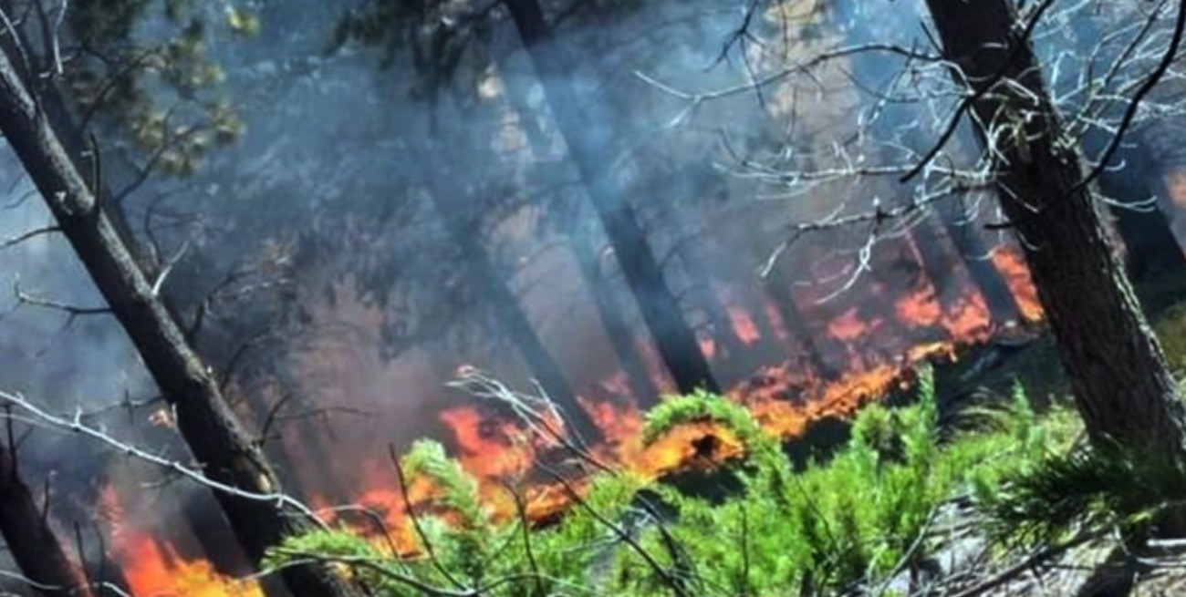 Cinco provincias se ven afectadas por incendios forestales