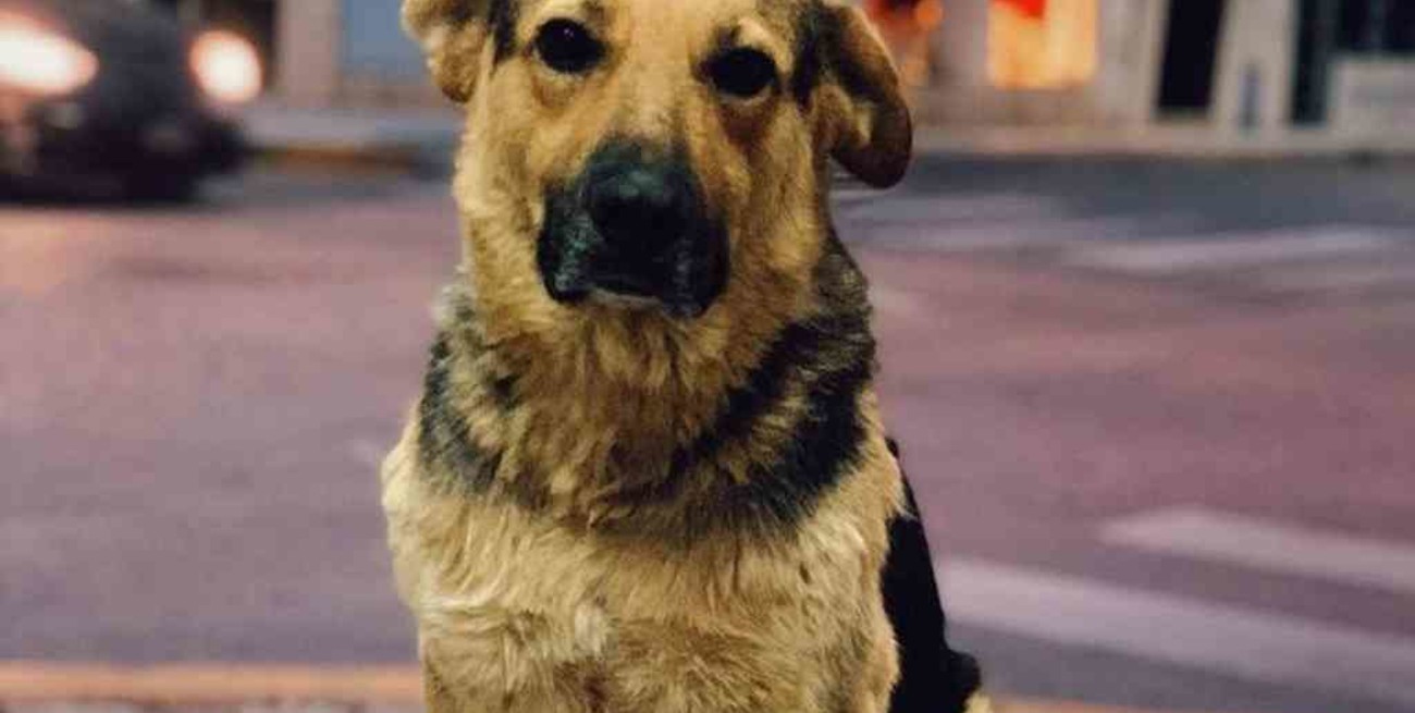 Conocé a Paleta, el perro cordobés que enternece a todos en TikTok