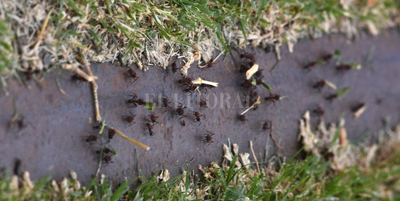 Línea directa: "jubilaciones vs. asignaciones" y otros mensajes