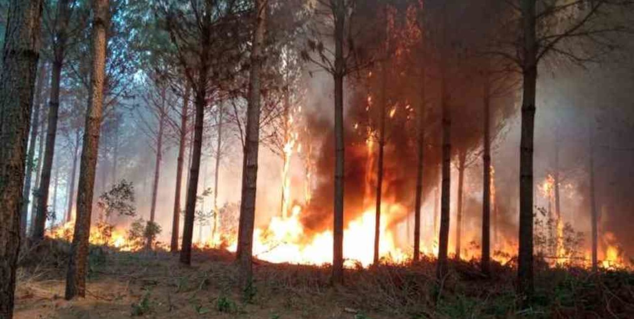 Corrientes: los incendios forestales ya consumieron más de medio millón de hectáreas