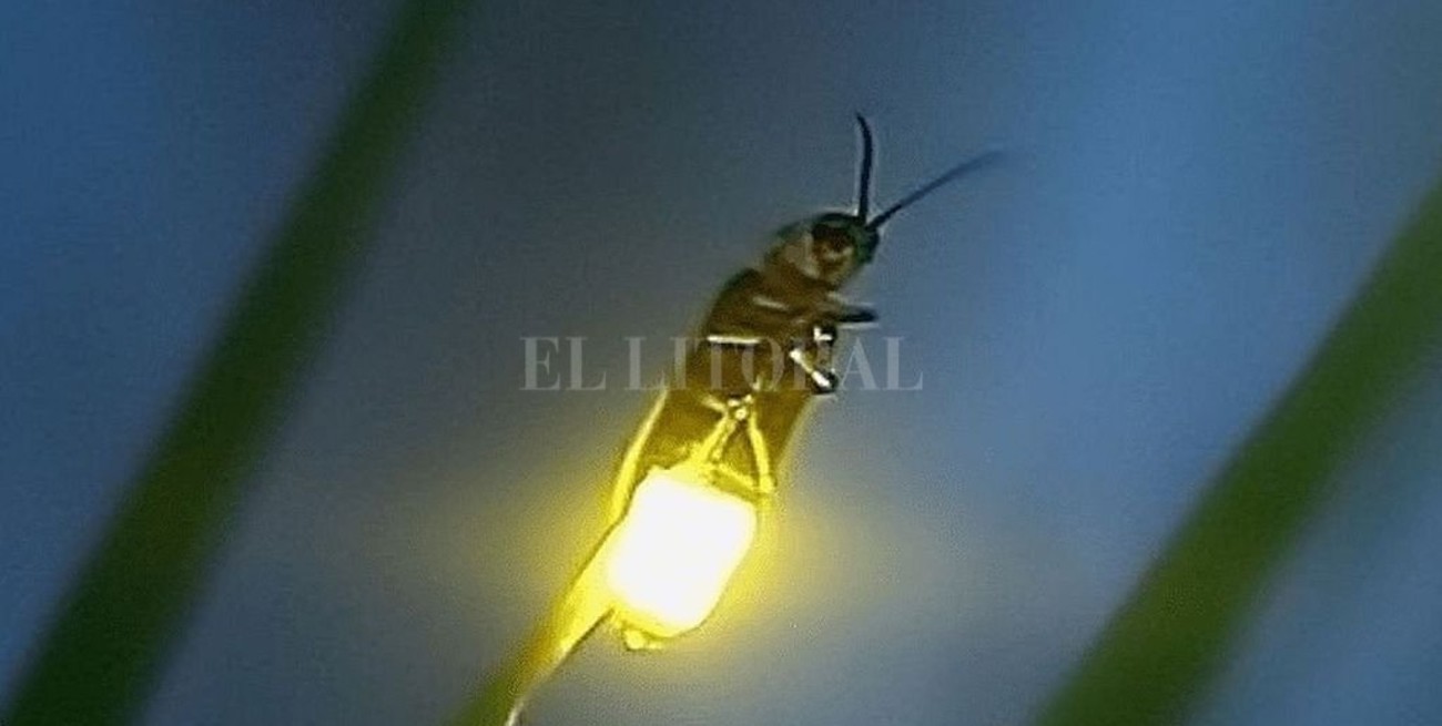 La metáfora de la luciérnaga