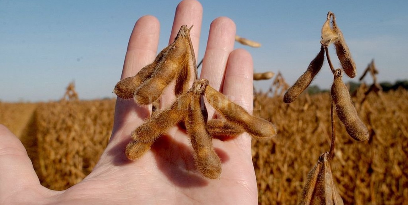 Precios de los granos con caídas generalizadas en Rosario