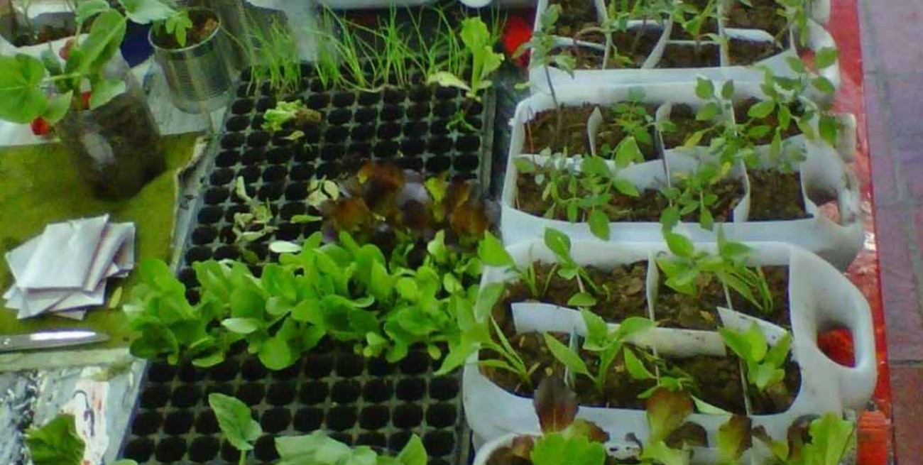 Gesto enorme: santafesino siembra plantas en bidones para reforestar en Córdoba