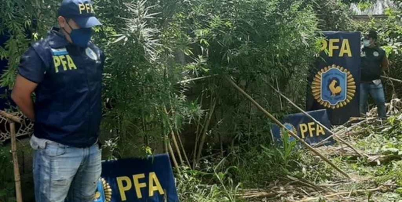 Tucumán: con drones, encontraron un "vivero" de marihuana