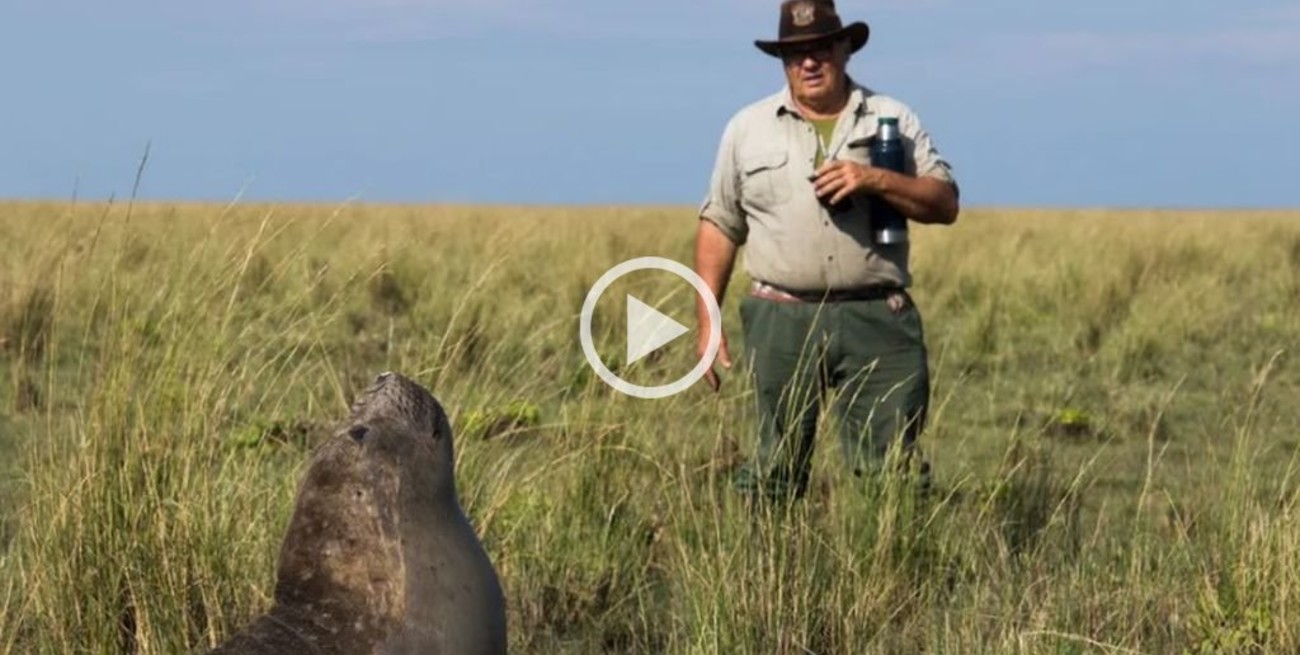 Misterio y rescate: hallaron un lobo marino "instalado" en la aguada de un campo bonaerense