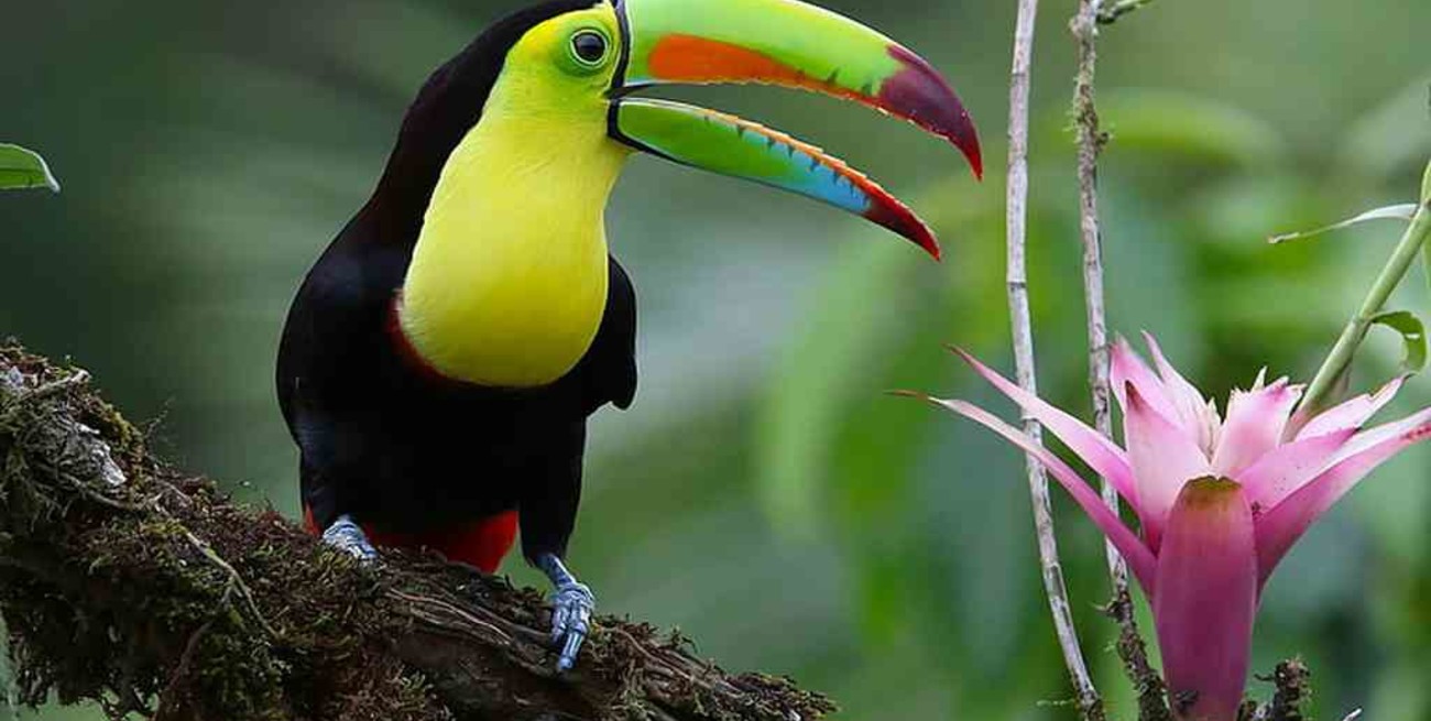 Se conmemora el Día de la Naturaleza: el valor de la flora y fauna silvestres
