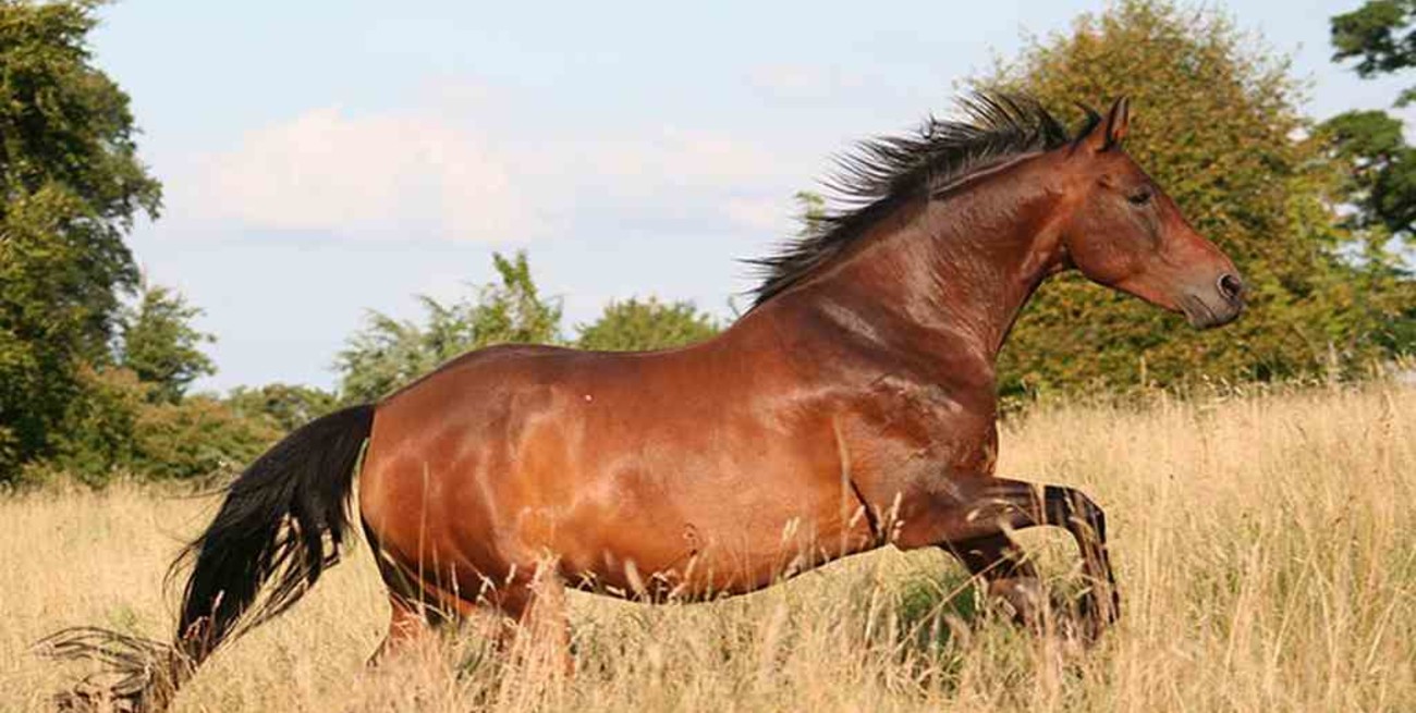 Tragedia en Santiago del Estero: un niño murió al caer de un caballo en un campo
