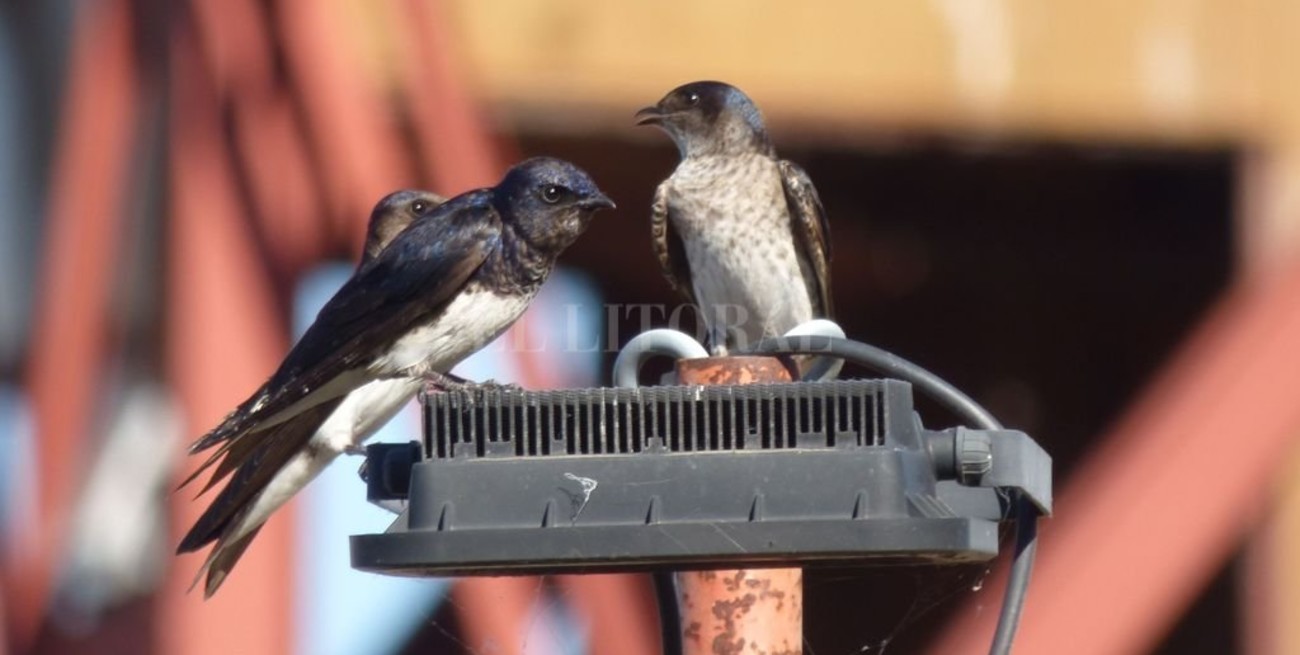 Adiós, golondrinas: adónde van y por qué la ciudad de Santa Fe es una de sus predilectas