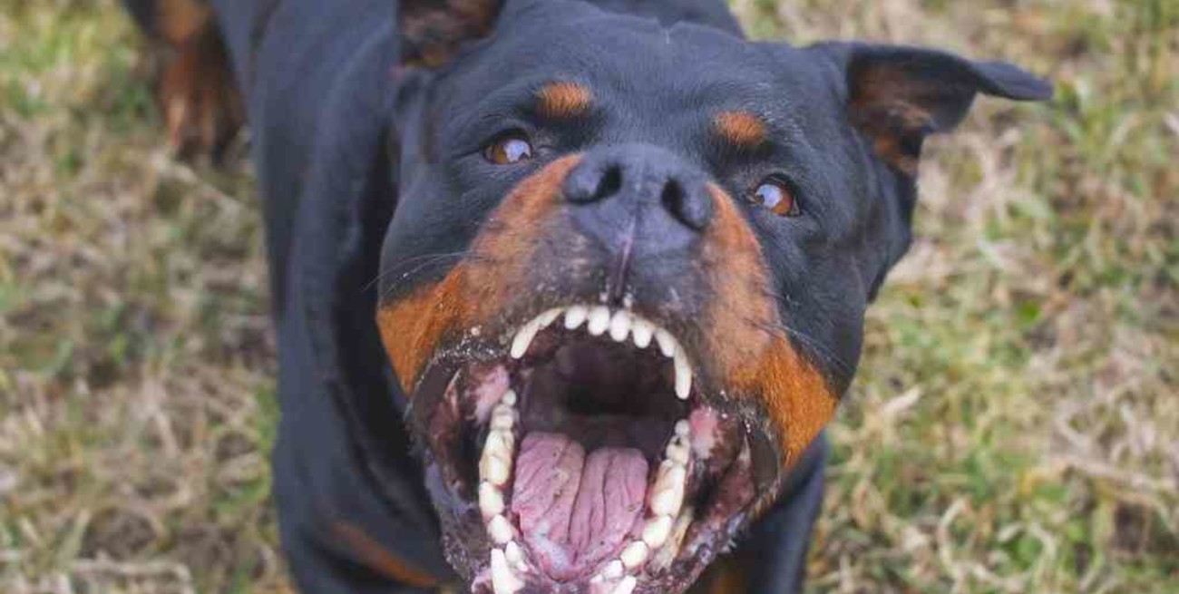 Pudo ser una tragedia: una rottweiler atacó a una nena de 7 años en Venado Tuerto