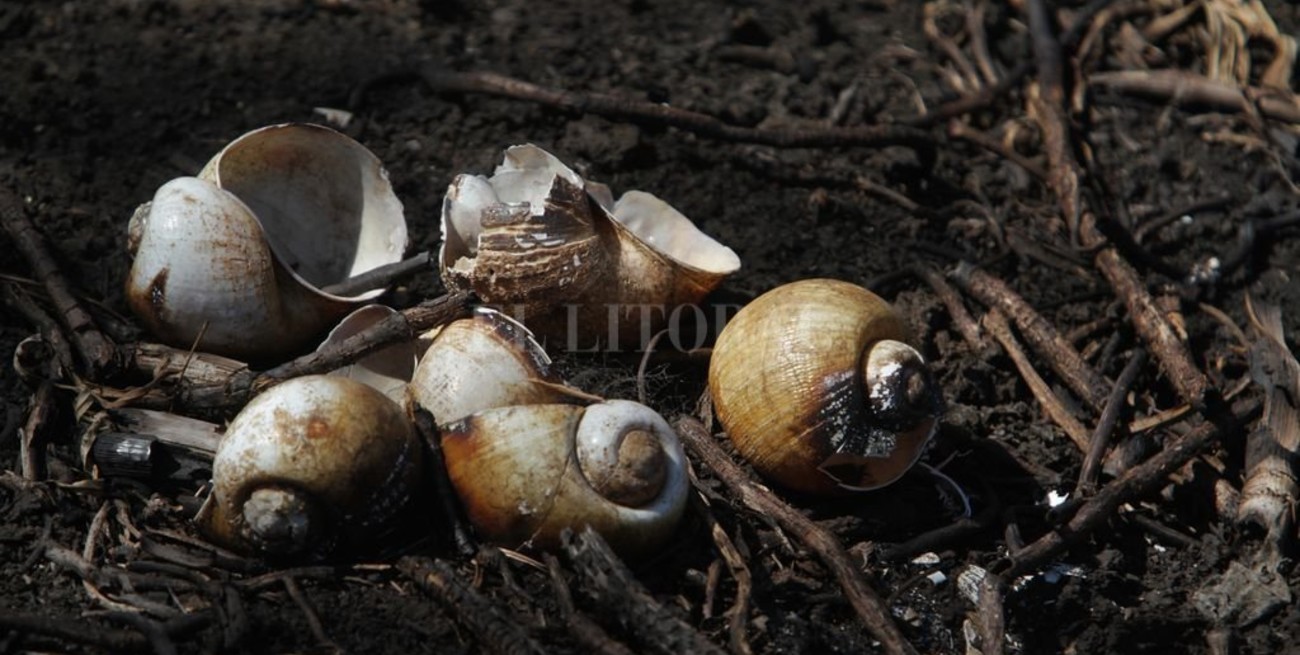 Línea directa: "Día Internacional de la Mujer" y otros mensajes