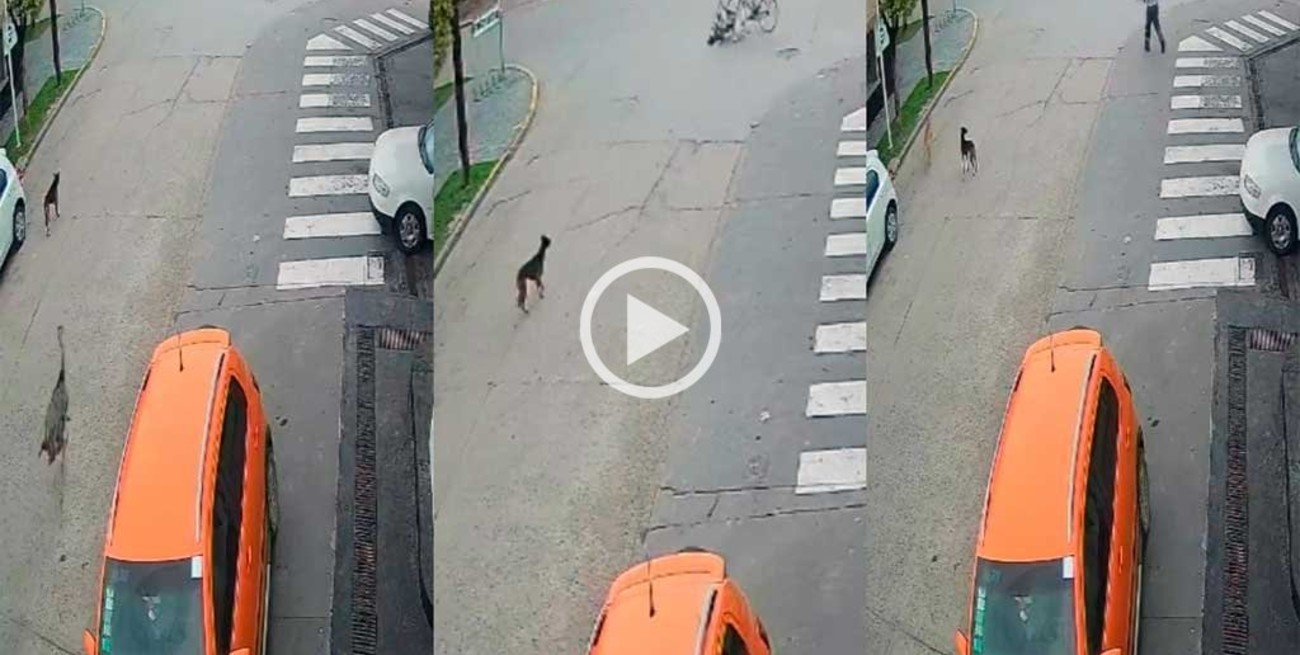 Video: un avestruz chocó a una ciclista en un insólito episodio en la provincia de Buenos Aires