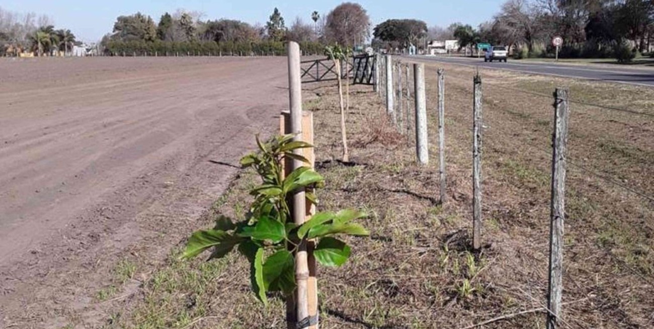 “Un Árbol Más” realizará plantaciones en corredores biológicos de la región