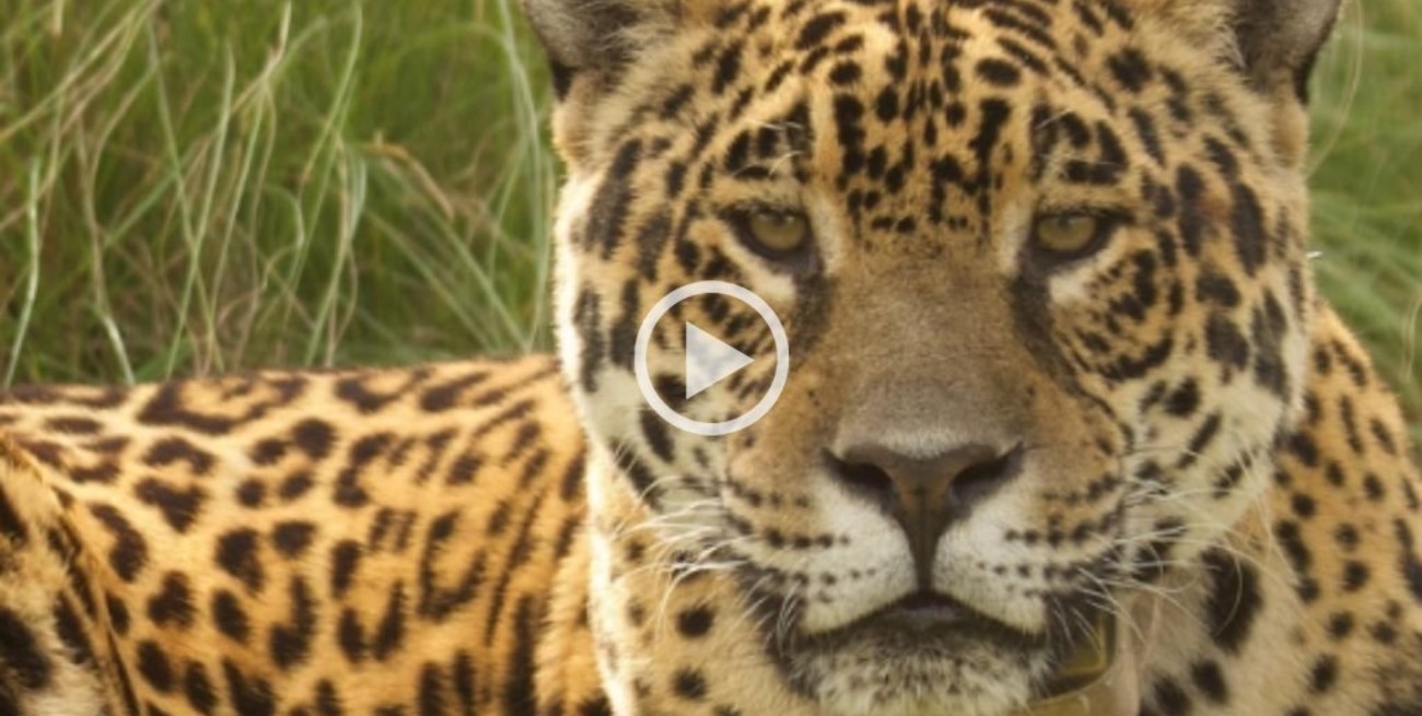 Video: todos los yaguaretés sobrevivieron a los incendios en el Iberá