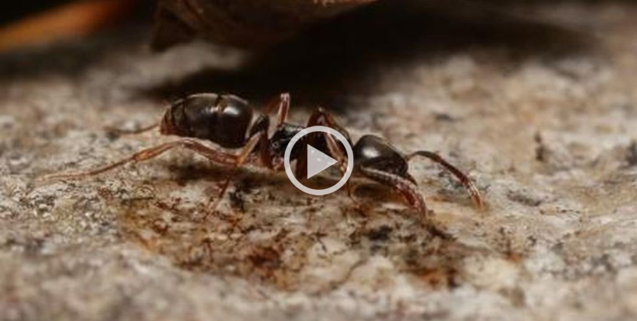 Registran la presencia de la hormiga aguja asiática en Europa