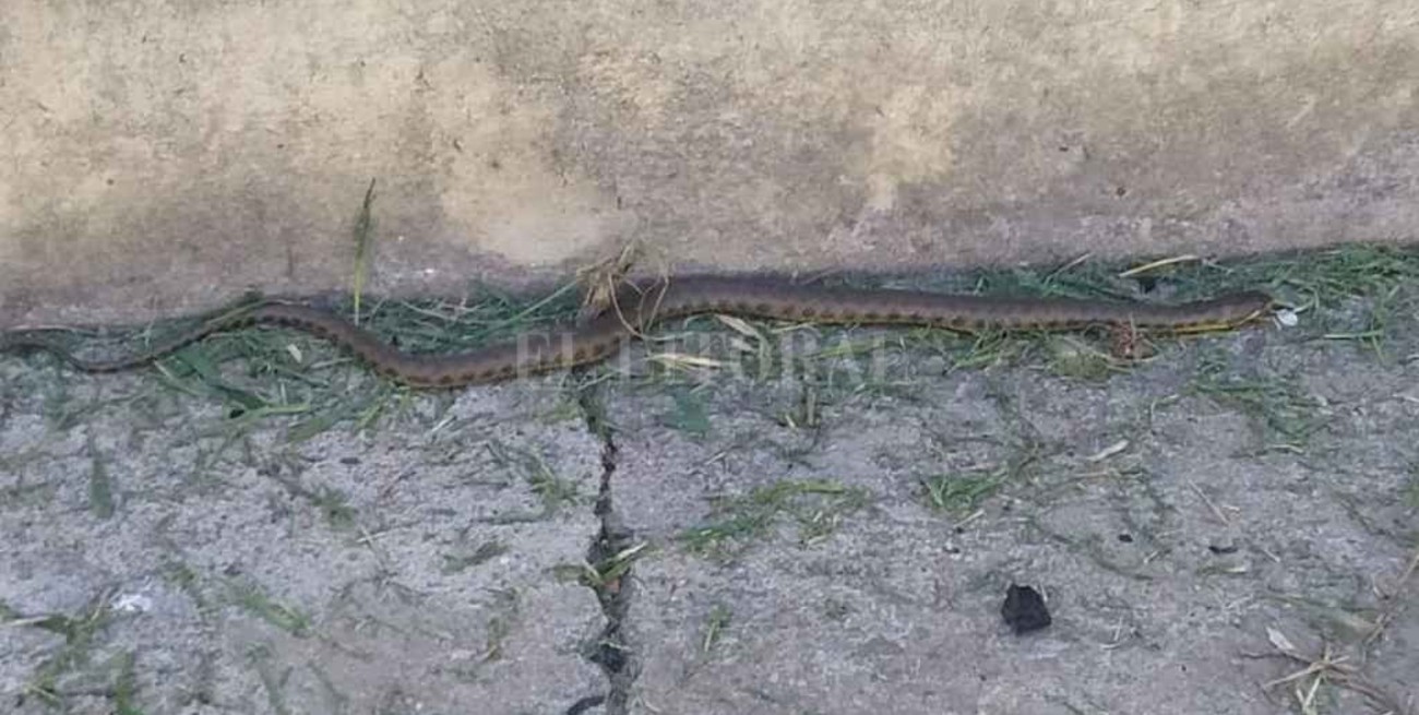 Alto Verde: una culebra mordió a una maestra y piden que desmalecen "urgente" el barrio