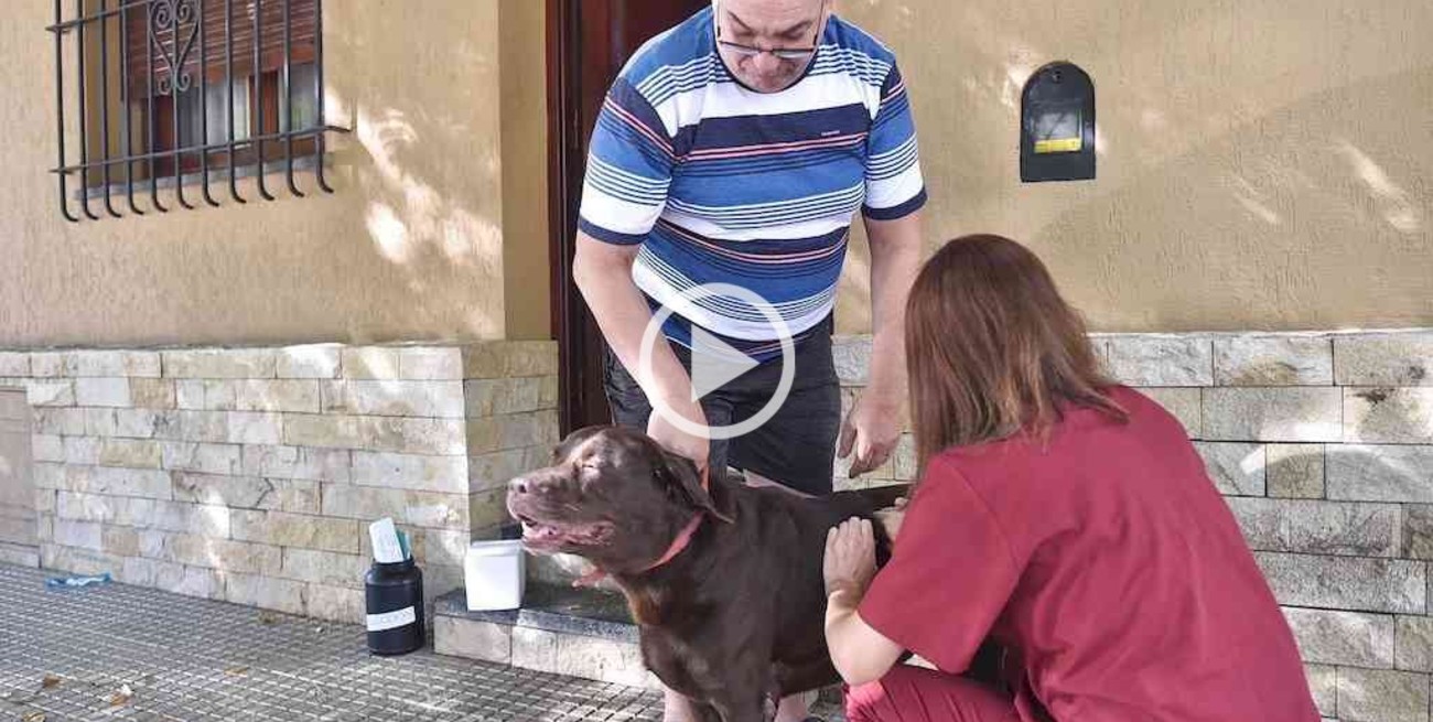 Murciélagos con rabia: vacunan a perros y gatos en dos zonas de la ciudad de Santa Fe