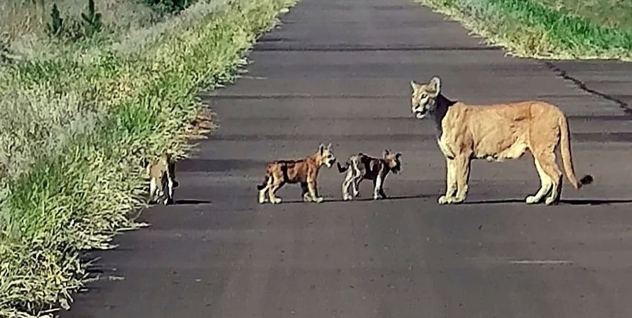 Registraron el "paseo" de una puma con sus cachorros en Yacyretá