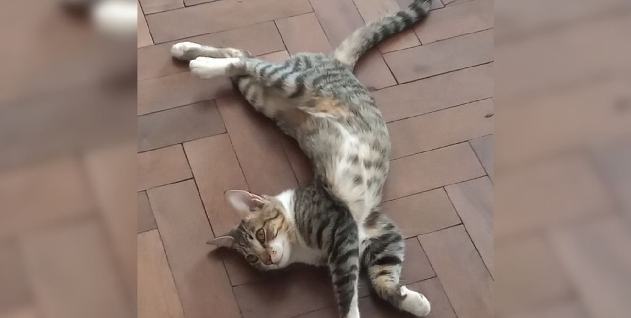 Línea directa: "Pedido a Assa", "Perro maltratado" y otros mensajes