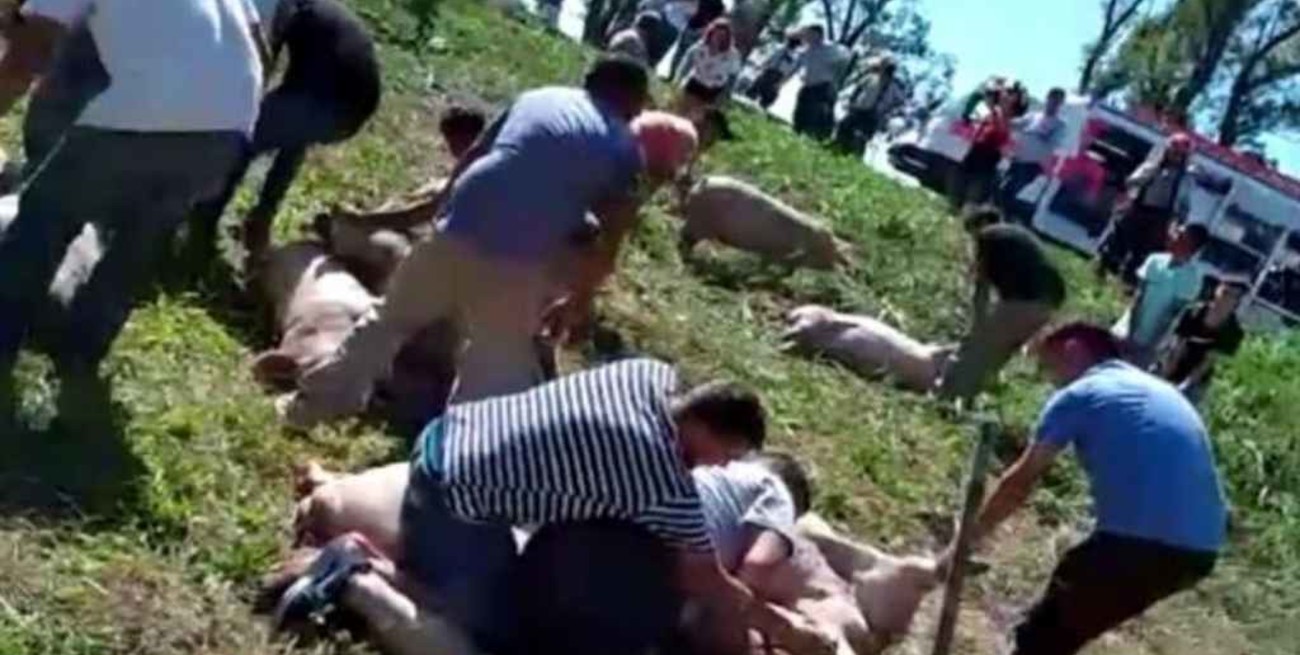 Video: volcó un camión con cerdos en Córdoba y los vecinos se desesperaron por llevárselos