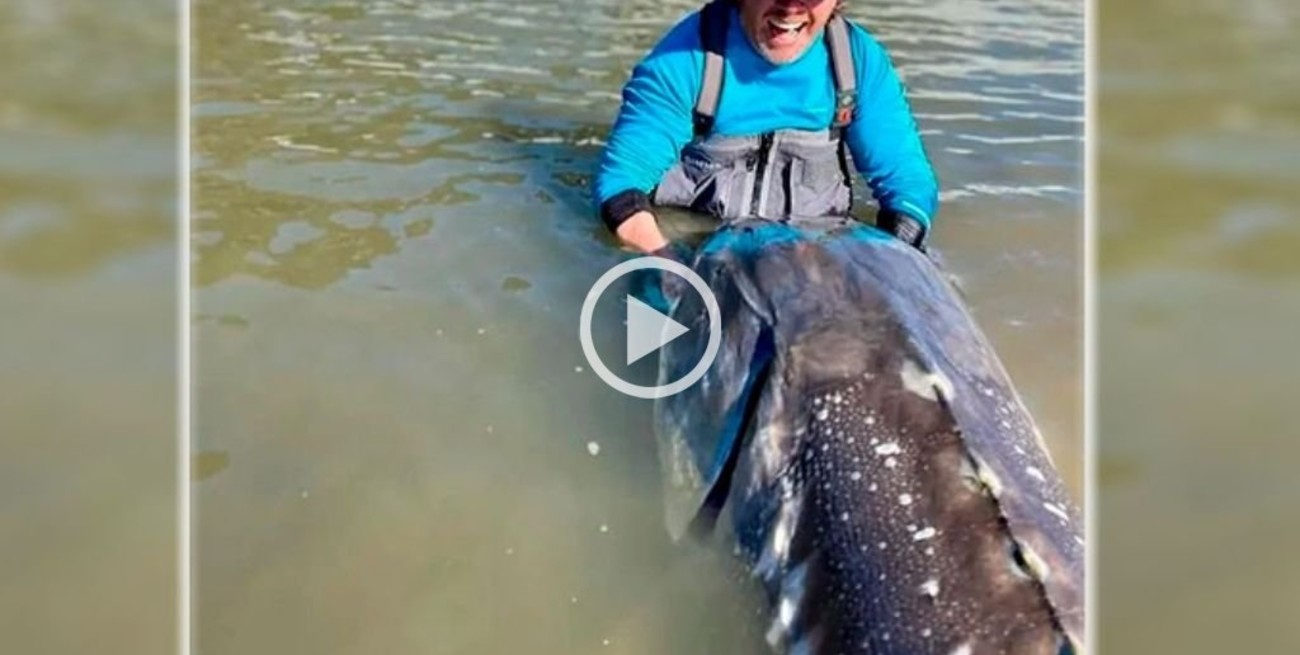 Video: pescó un esturión de 270 kilos y más de 100 años en Canadá