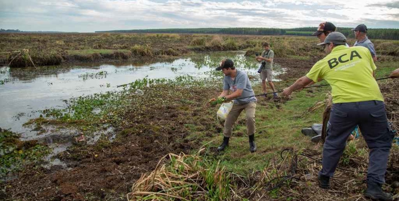 Rescatan en Corrientes animales autóctonos para llevarlos a otras zonas