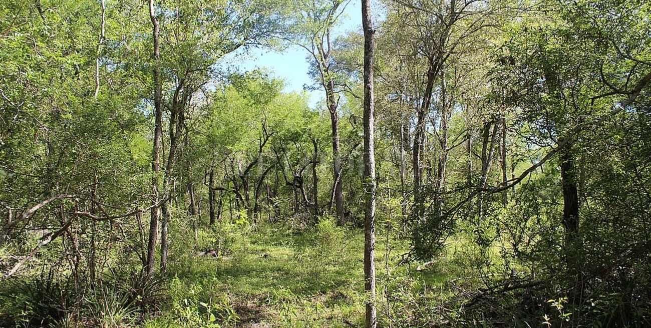 Día Internacional de los Bosques