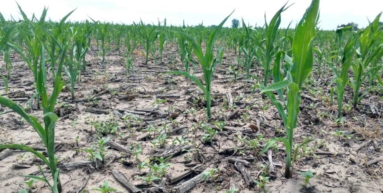 Declaran la emergencia agropecuaria en Buenos Aires y Formosa