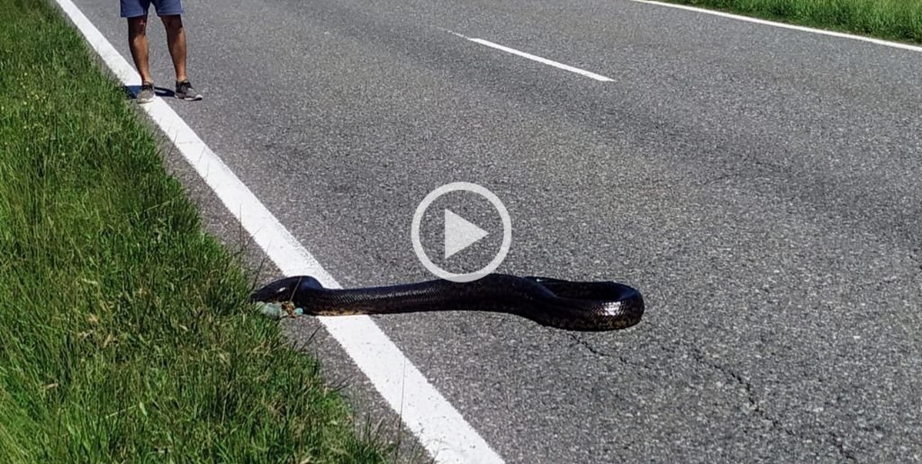En plena costa santafesina, detuvieron el tránsito para que una curiyú cruce la ruta 1