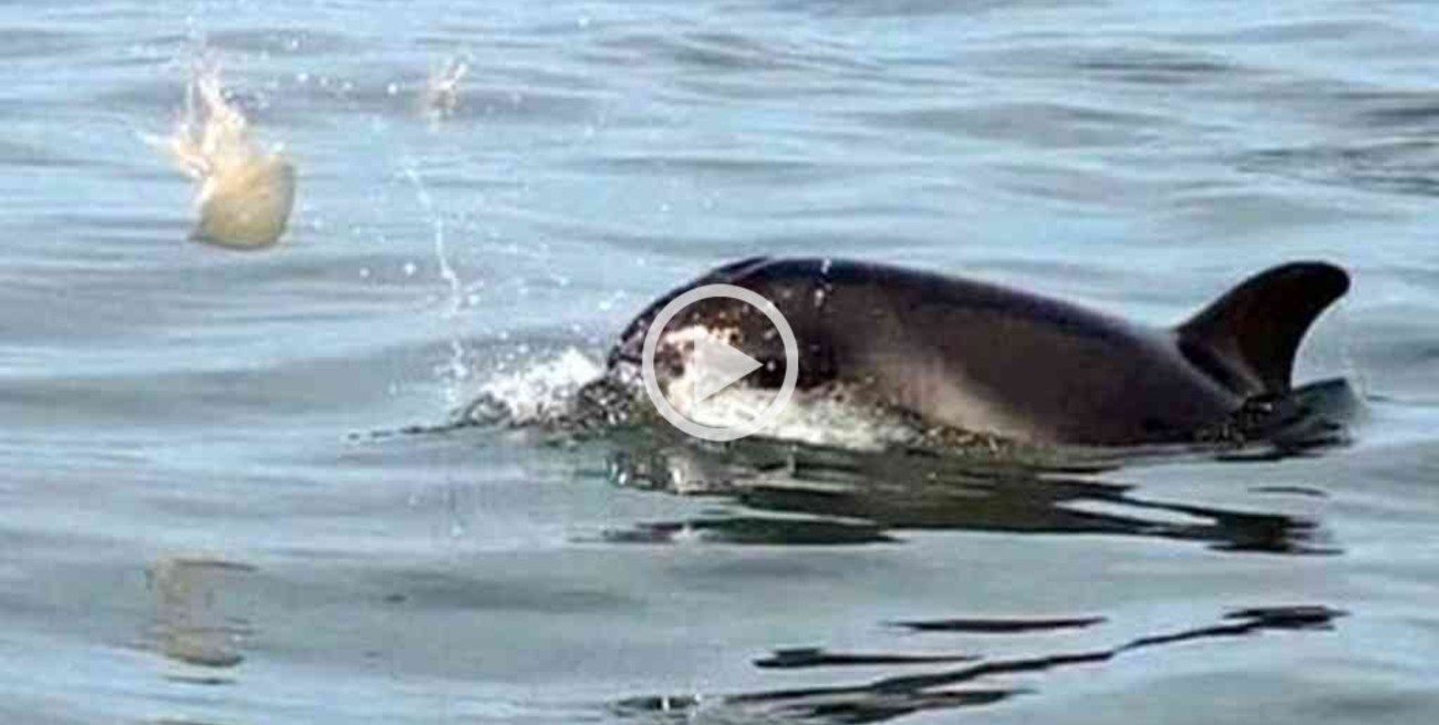 Video: un grupo de delfines jugando con una medusa se hizo viral en las redes sociales