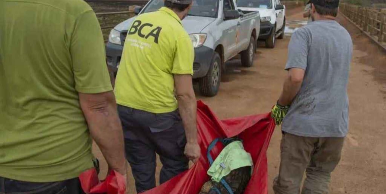 Ramona: enviaron donaciones para el tratamiento de la fauna afectada por los incendios en Corrientes