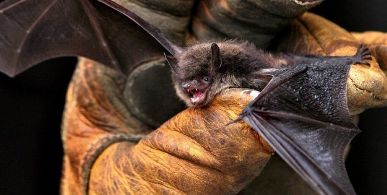 Se detectó el primer caso de rabia en un murciélago en el sur de Santa Fe