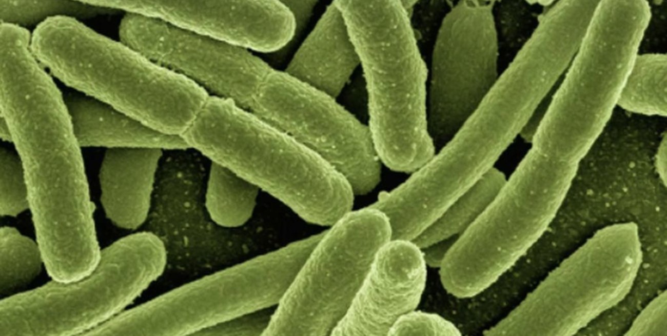 Estudiantes españoles llevarán una bacteria al espacio