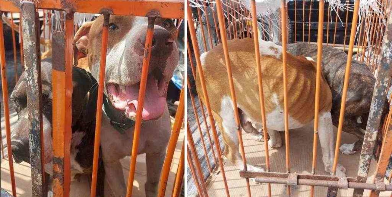 Rescataron a tres perros en muy malas condiciones sanitarias