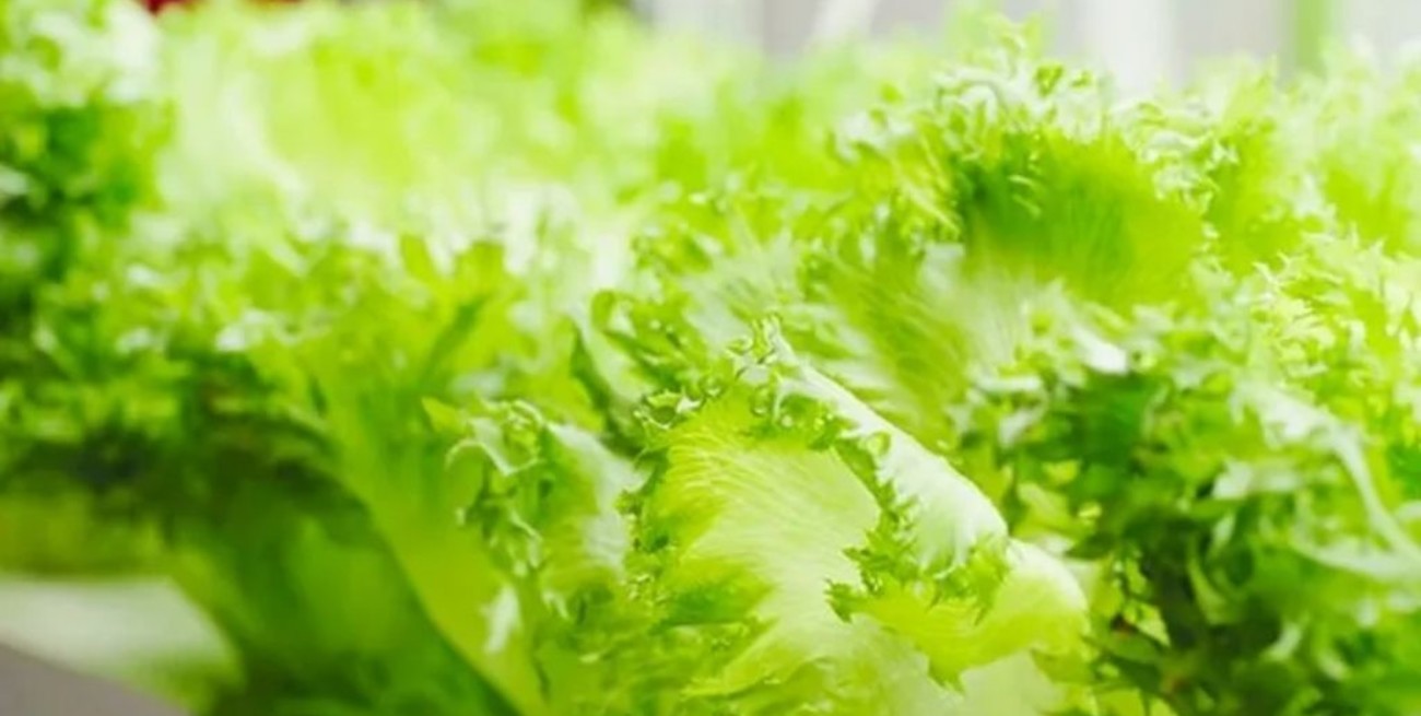 Crean una lechuga modificada genéticamente que ayuda al tejido óseo