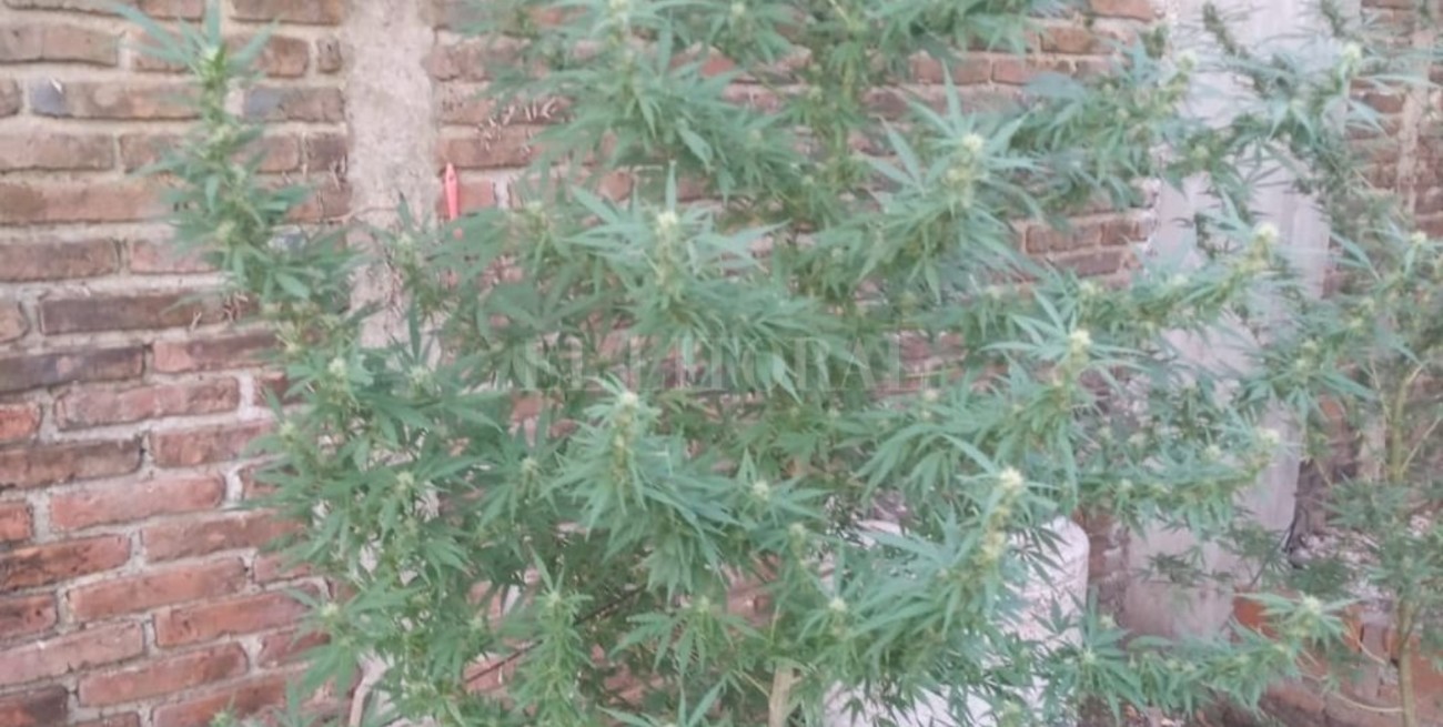 Santo Tomé: investigaban amenazas y terminaron encontrando marihuana