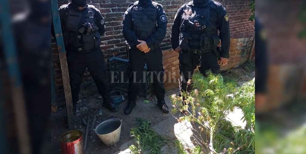 Secuestro de plantas de marihuana en la zona noroeste de la ciudad de Santa Fe