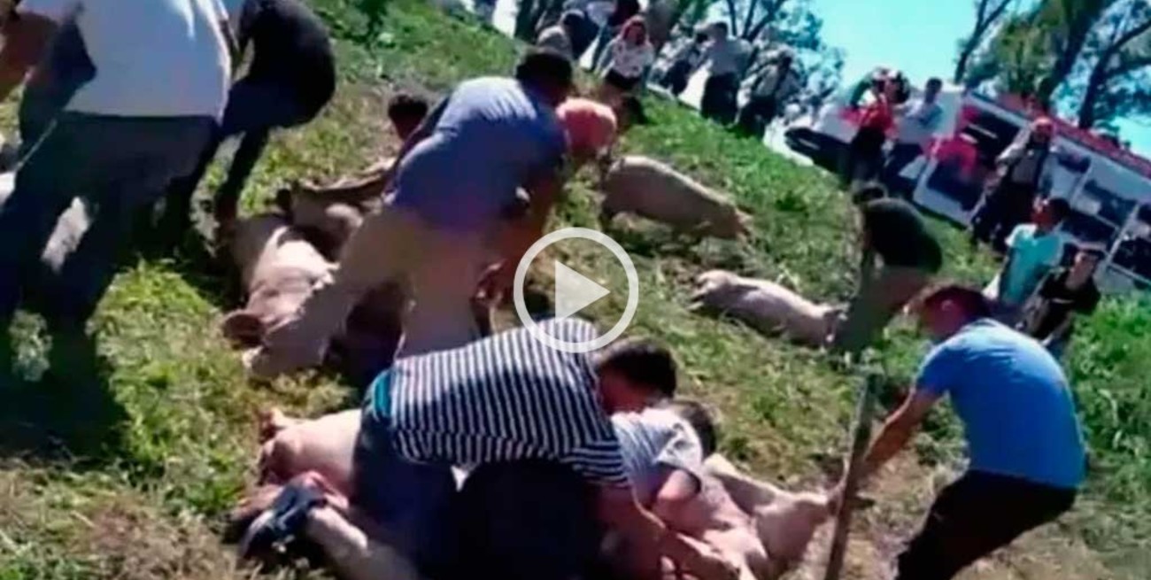 Saqueo de cerdos en Córdoba: identificaron a 30 personas, secuestraron mil kilos de carne y vehículos 