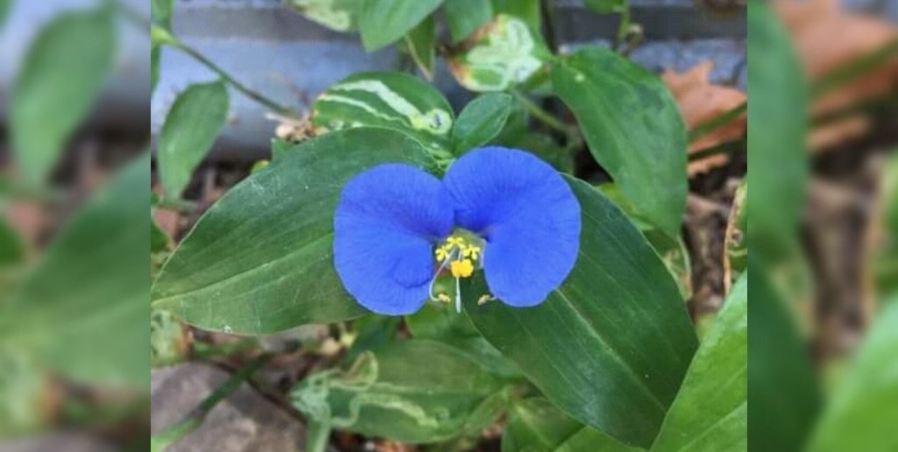 Línea directa: "Los boliches de Av. Alem", "La enfermedad de la hipocresía" y otros mensajes