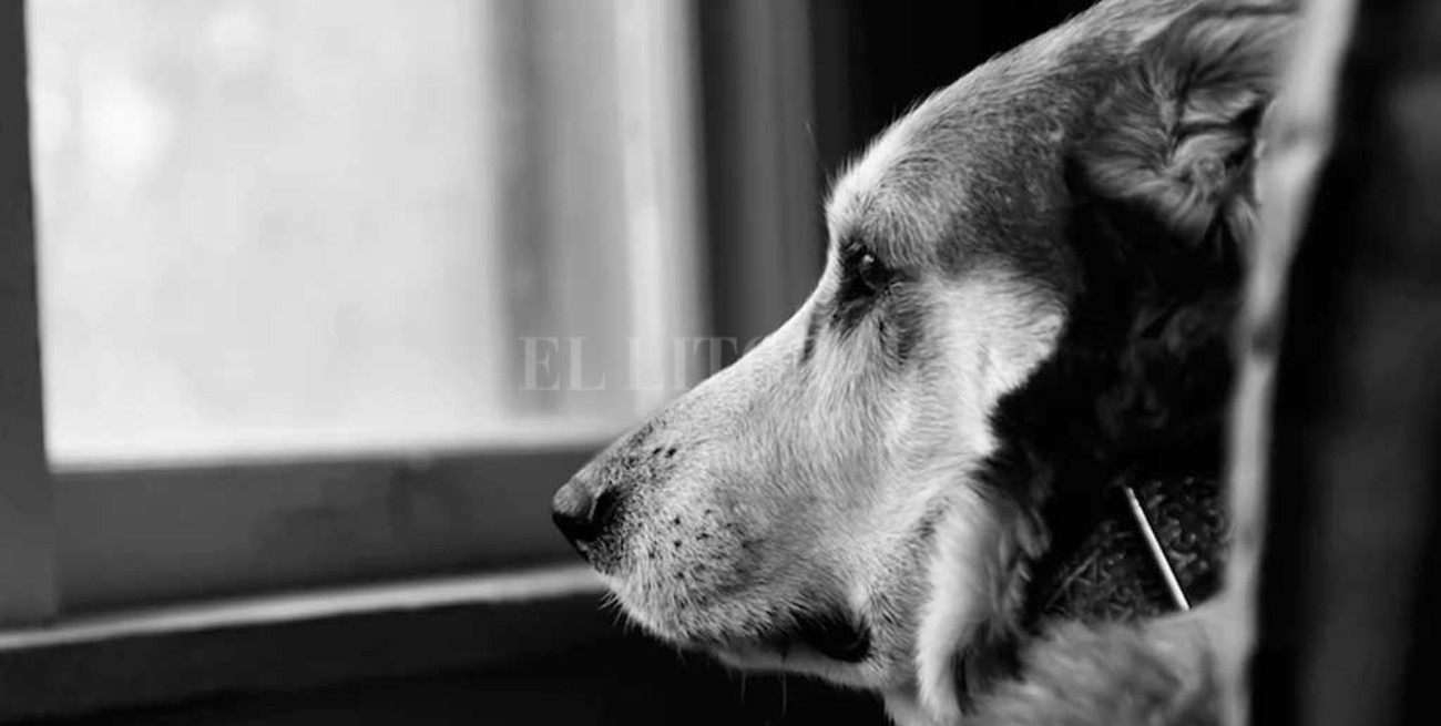 Como en el cine: el perrito que viajó doce horas para informar la muerte de su amo