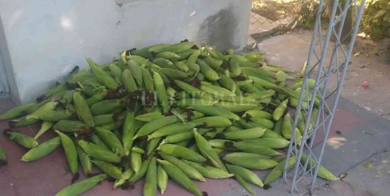 Insólito hecho en el norte santafesino: detuvieron a seis jóvenes con 135 kilos de choclo robado